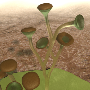 Перші наземні рослини походять від прісноводних водоростей