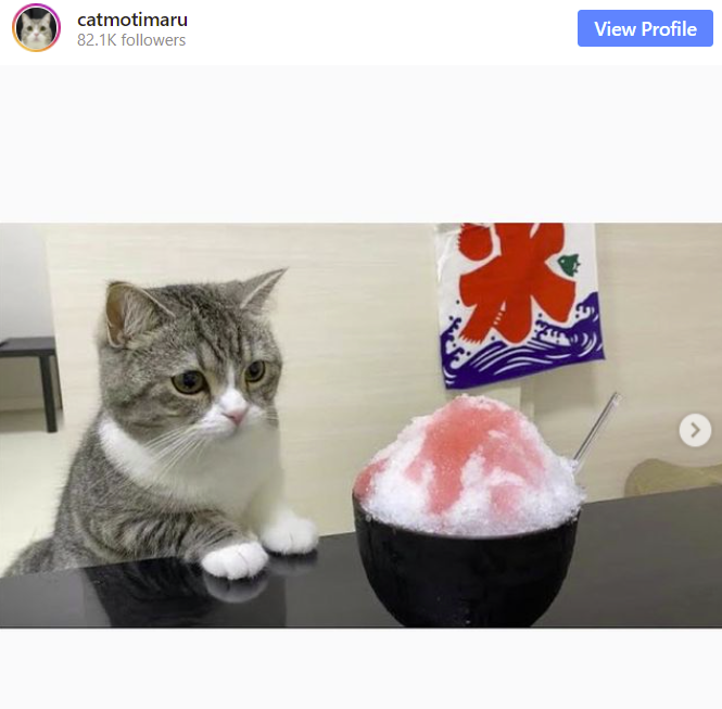 Кіт з Японії встановив рекорд завдяки шаленим переглядам на YouTube
