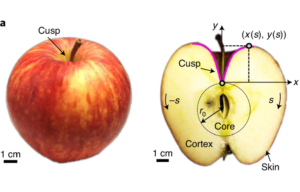 Фізики вивели формулу для форми яблука і підтвердили її експериментально