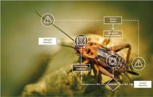 Нервова система комах стане основою для розробки пам’яті для роботів з ШІ