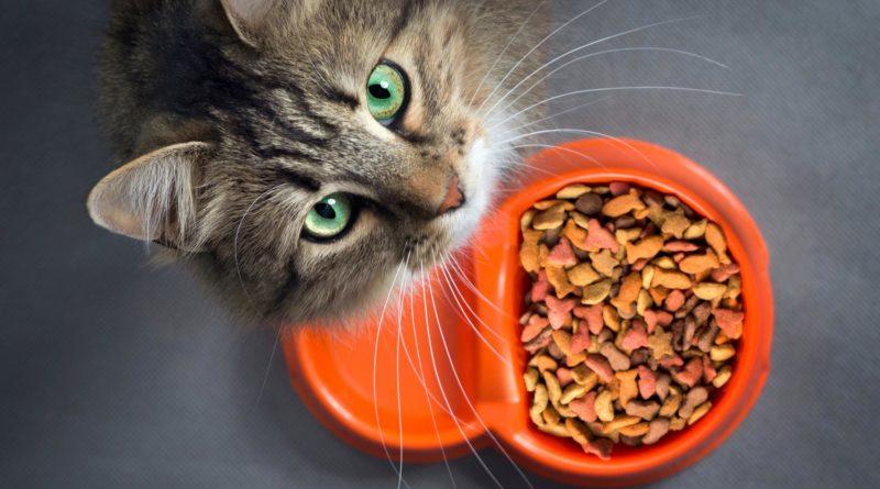 Как правильно выбрать корм для кошек?