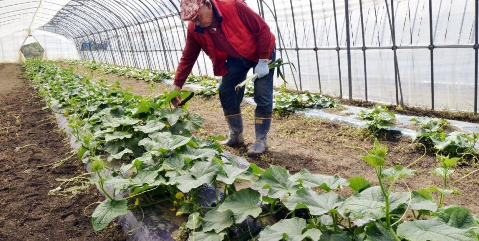 Учені розповіли, чи можна їсти їжу, вирощену біля Фукусіми