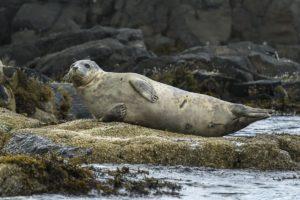 Знайдено частоту, на якій люди чують під водою не гірше за тюленів