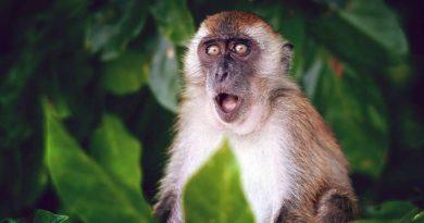У Польщі виявили перший випадок зараження мавпячої віспи