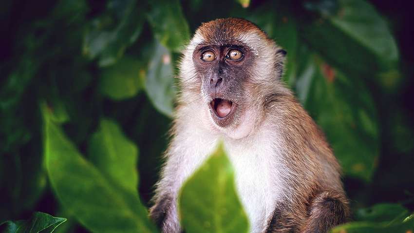 У Польщі виявили перший випадок зараження мавпячої віспи