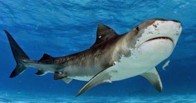 Вчені назвали причину нападу акул на людей у ​​Хургаді