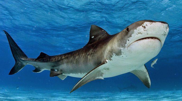 Вчені назвали причину нападу акул на людей у Хургаді