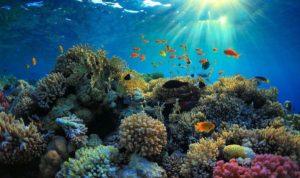 Понад 90 відсотків коралів Великого Бар’єрного рифу знебарвилися