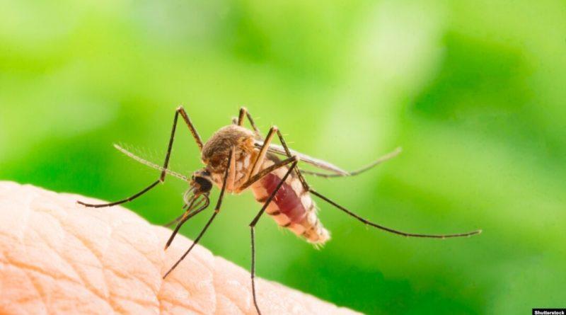Комарі летять на червоний: вчені з’ясували, що приваблює комарів та що їх відлякує