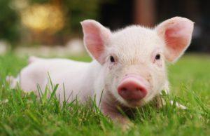 Вчені змогли оживити свиню через годину після смерті
