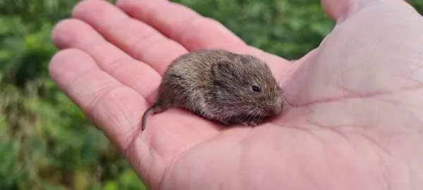 За декілька століть люди повністю змінили спільноти дрібних ссавців