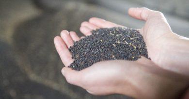 Чому важливе протруювання зерна озимого ріпаку?