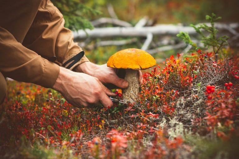 Що робити в разі отруєння грибами: алгоритм дій