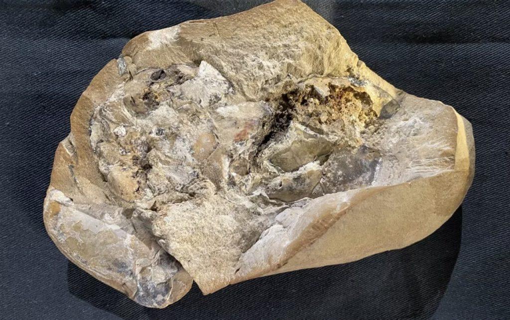 Дослідники виявили серце, якому 380 млн років