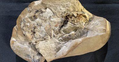 Дослідники виявили серце, якому 380 млн років