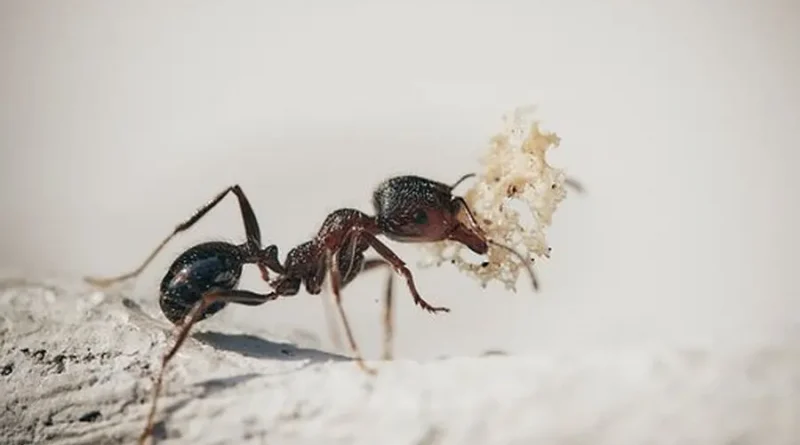 Біологи підрахували чисельність усіх мурах на Землі