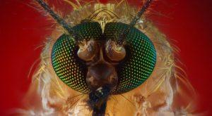 Вчені створили ГМО-комарів, які знищують малярію