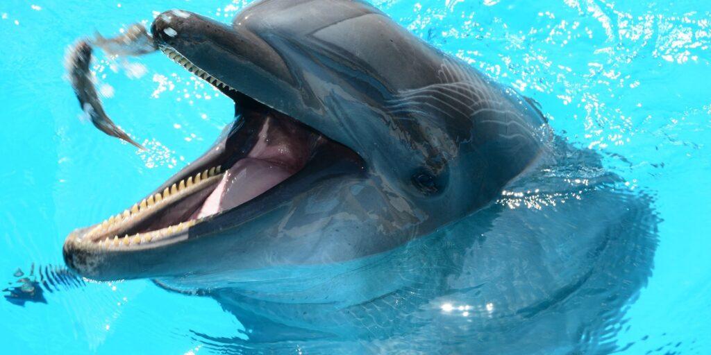 Через війну у Чорному морі загинуло близько 50 тисяч дельфінів