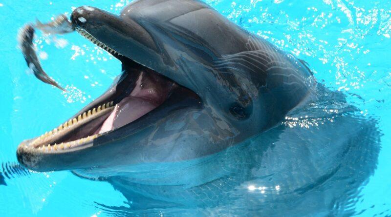 Через війну у Чорному морі загинуло близько 50 тисяч дельфінів