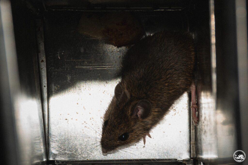 У зоні відчуження провели дослідження мишоподібних гризунів