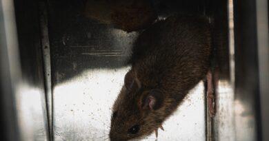 У зоні відчуження провели дослідження мишоподібних гризунів