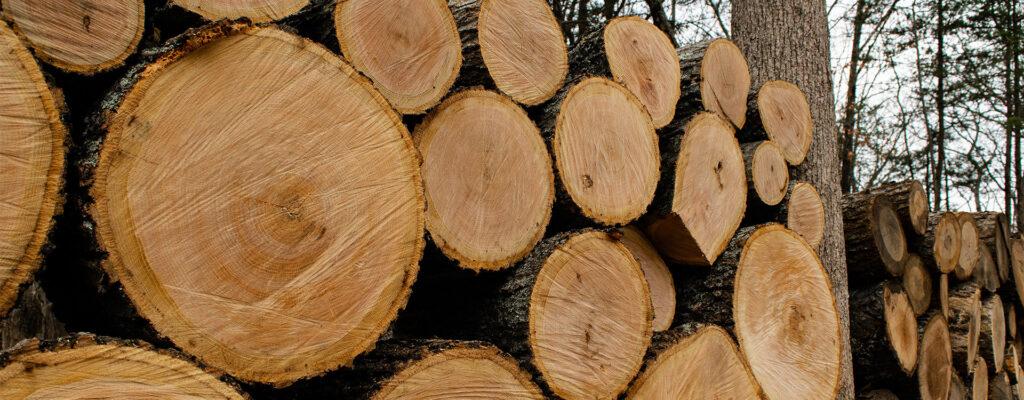 Дерев'яні вироби можна робити не спилюючи дерев
