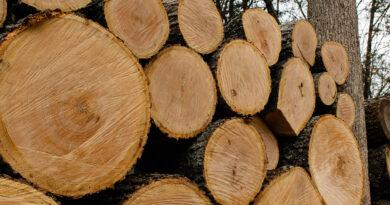 Дерев'яні вироби можна робити не спилюючи дерев