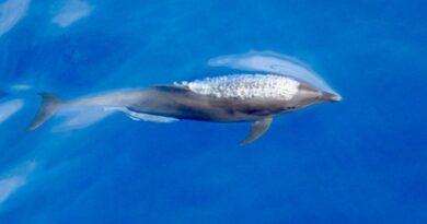 У Тихому океані розвивається новий підвид дельфінів