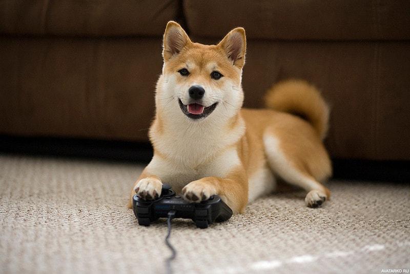 Собака згриз геймпад господаря і здійснив кілька покупок у PlayStation Store