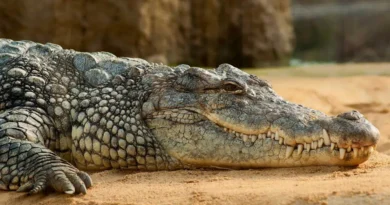 Величезний крокодил налякав туристів у Малайзії