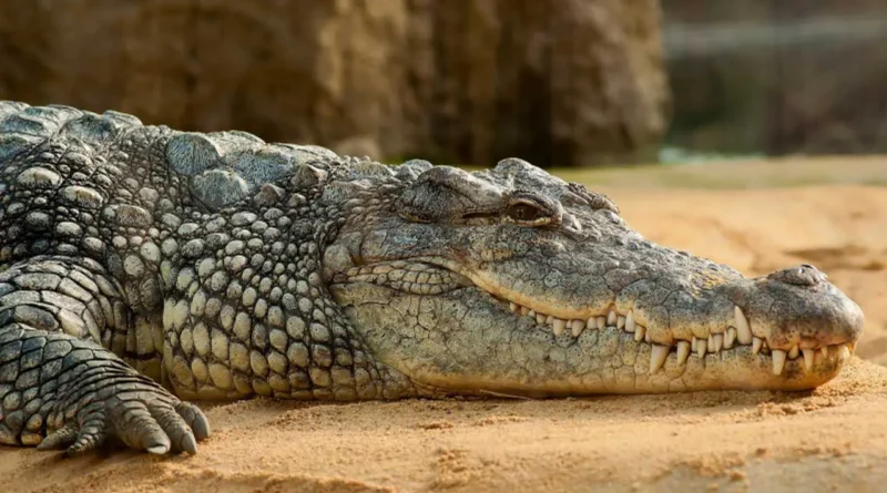 Величезний крокодил налякав туристів у Малайзії