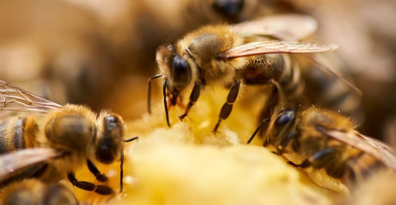 США схвалили першу вакцину для бджіл