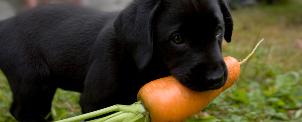 Какое животное ест собак. Овощи для собак. Собака ест овощи и фрукты. Животные фрукты. Собака с морковкой.