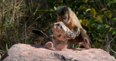 Мавпи, а не люди, створили стародавні набори кам'яних знарядь у Бразилії