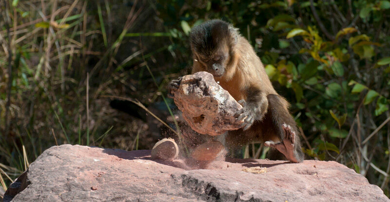 Мавпи, а не люди, створили стародавні набори кам'яних знарядь у Бразилії
