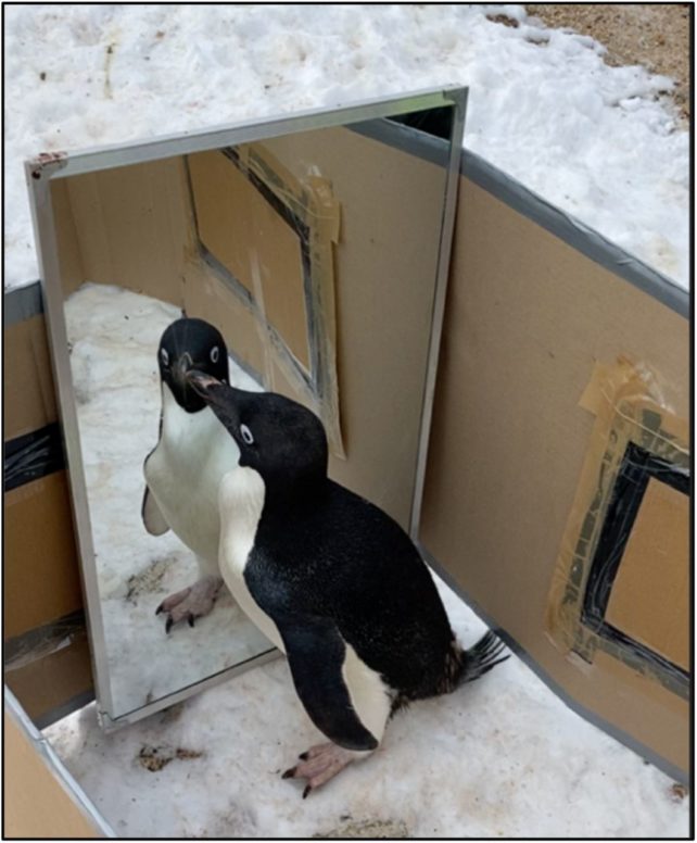 Пінгвін у картонній ручці дивиться на себе в дзеркало