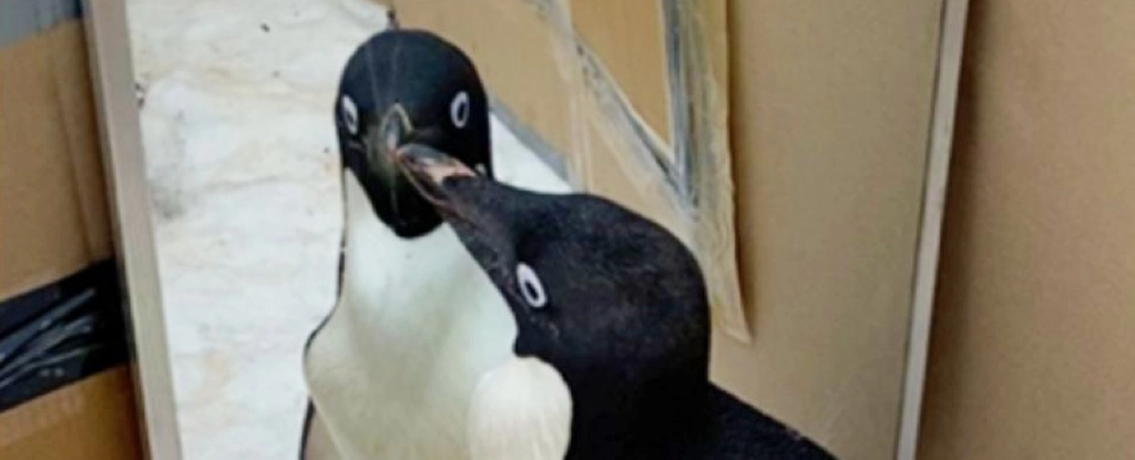 Вчені подарували пінгвінам дзеркало