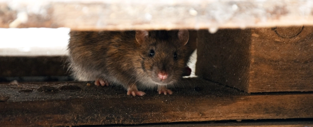 Роль щурів у Чорній смерті може бути помилковою