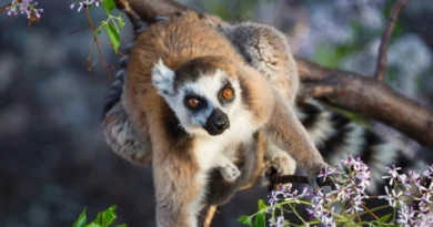 Відновлення зникаючого біорізноманіття Мадагаскару може зайняти понад 20 мільйонів років