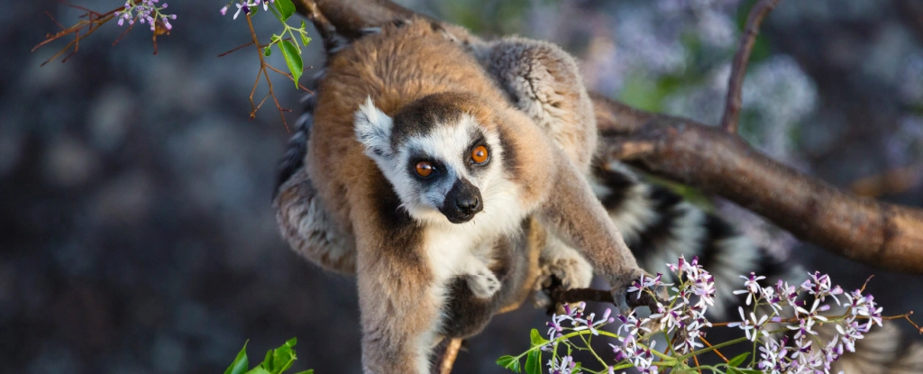 Відновлення зникаючого біорізноманіття Мадагаскару може зайняти понад 20 мільйонів років
