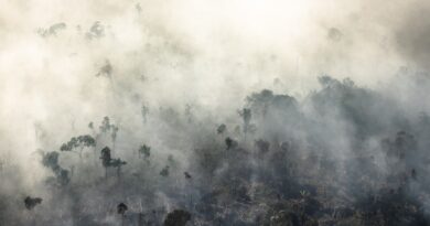 Знищення Амазонки може спровокувати глобальну шкоду для Землі