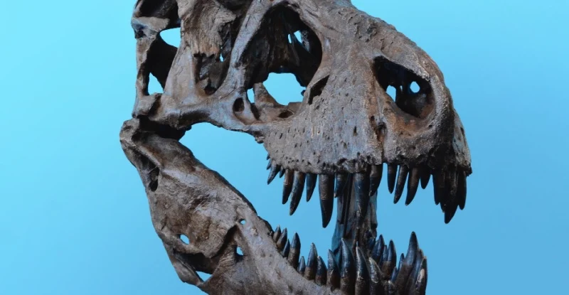 Тиранозаври були набагато розумнішими, ніж ми думали