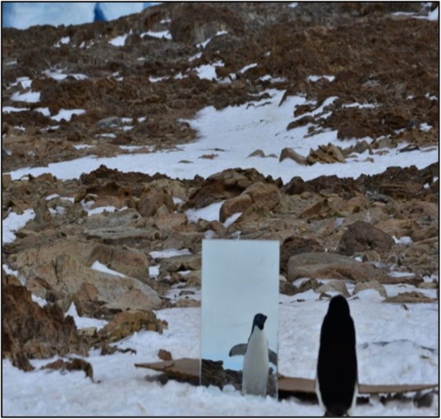 Дикий пінгвін у сніжному полі дивиться на себе в дзеркало