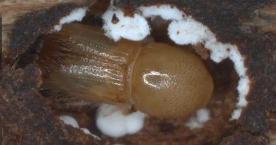 Моторошне дослідження показує, як гриби заманюють жуків-деревогубців до наступної жертви