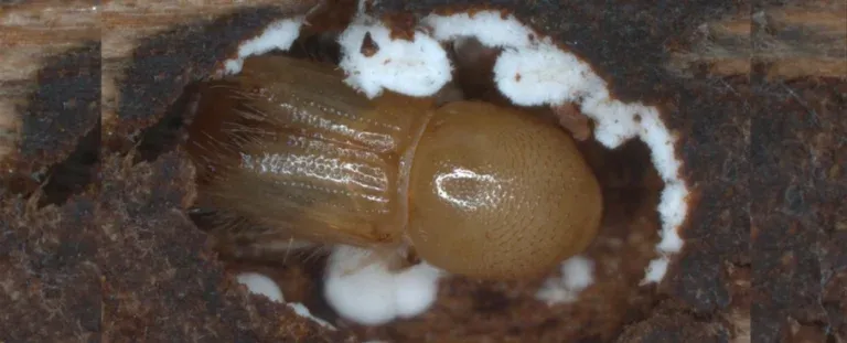 Моторошне дослідження показує, як гриби заманюють жуків-деревогубців до наступної жертви