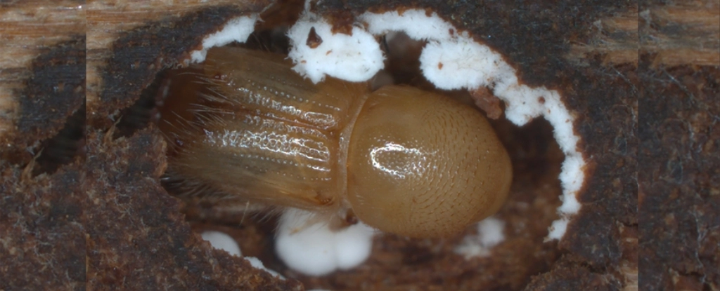 Моторошне дослідження показує, як гриби заманюють жуків-деревогубців до наступної жертви