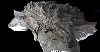 Вчені знайшли обличчя динозавра разом зі шкірою
