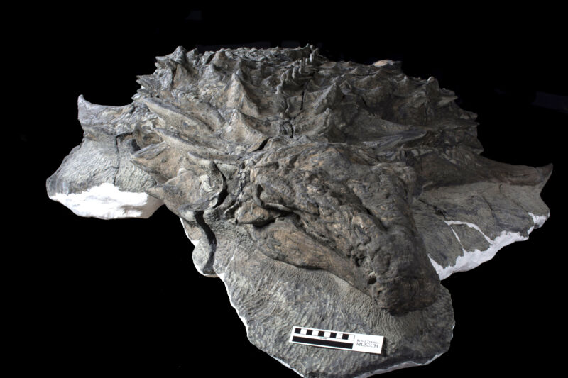 Вчені знайшли обличчя динозавра разом зі шкірою