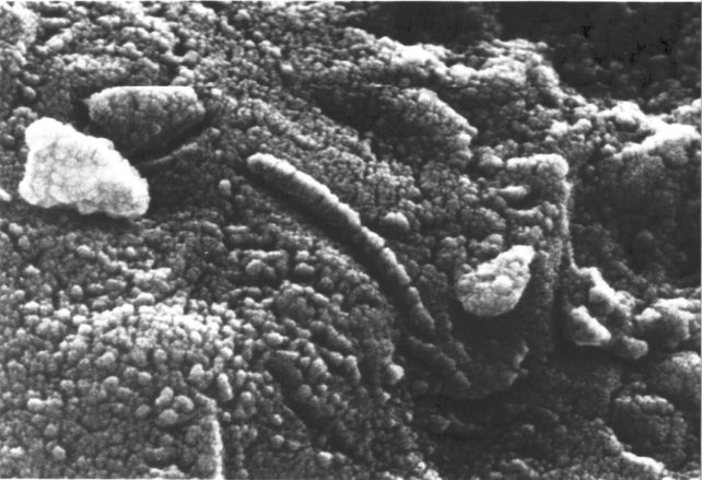 Зображення у відтінках сірого, на якому зображено пухкий мікроскопічний ландшафт метеорита з дивними нерівностями, які виглядають причепленими