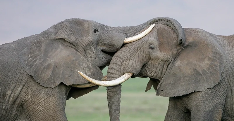 Слони можуть зіграти вирішальну роль у порятунку планети